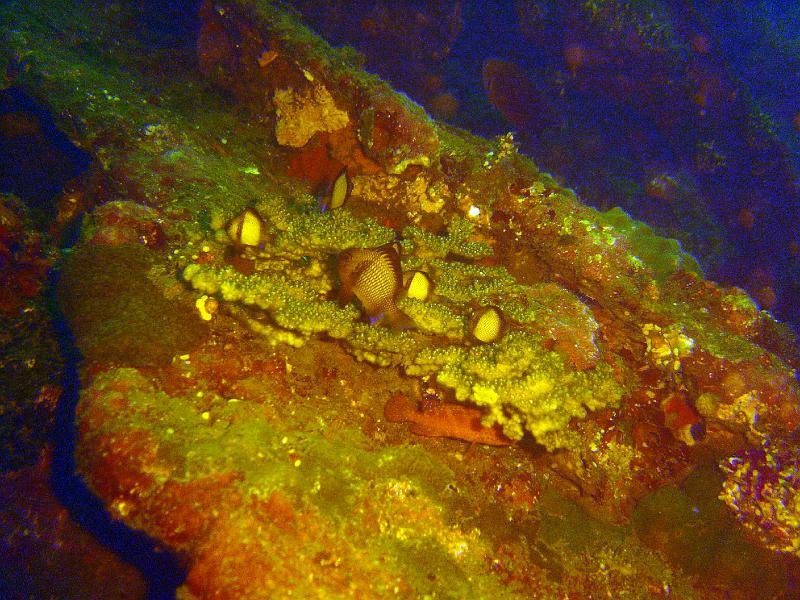 Damsel Fish on USS LIberty Wreck 